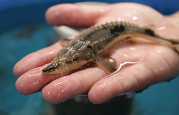 Gun Lake Tribe releases lake sturgeon into Kalamazoo River for 2024 Nmé Celebration