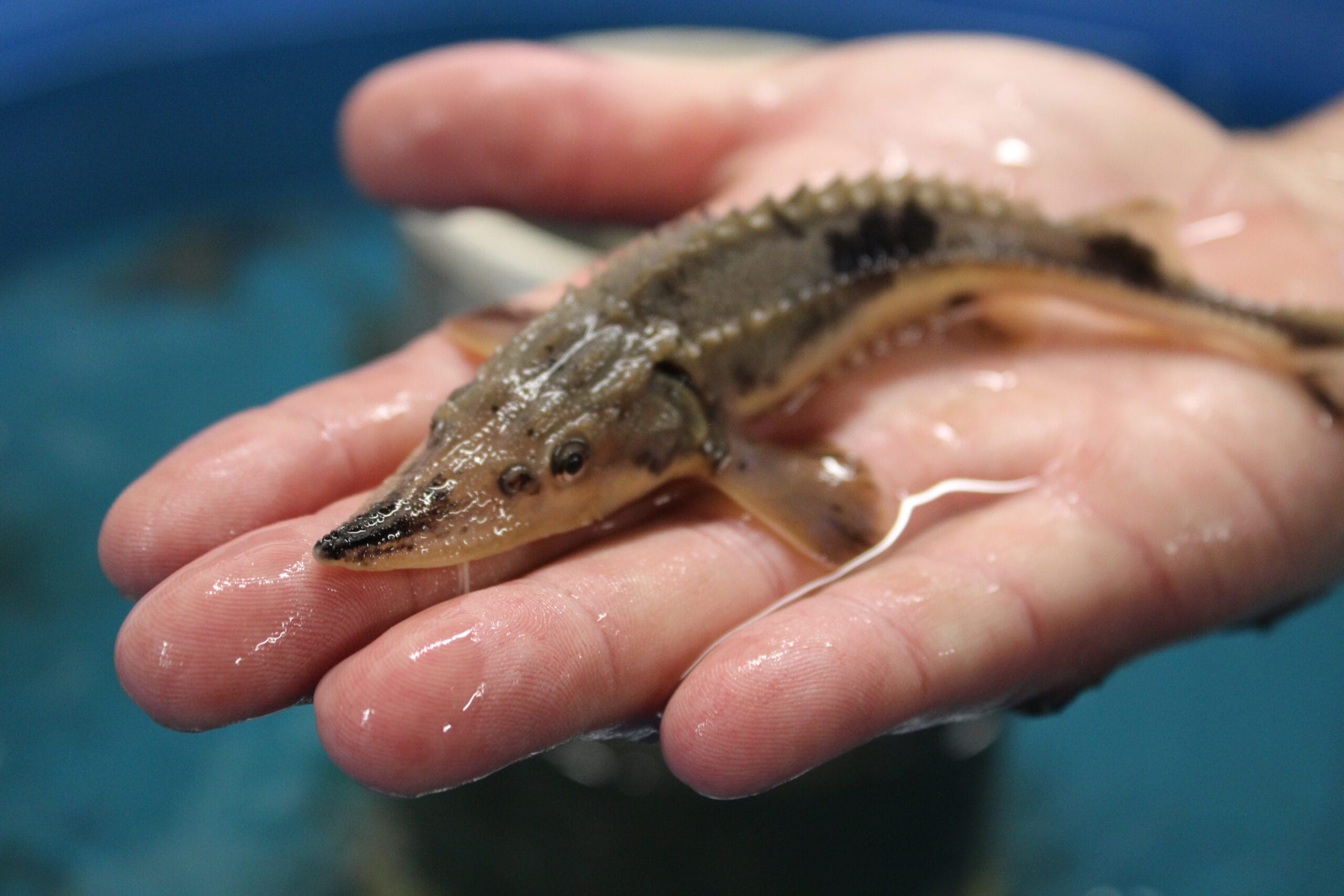 Gun Lake Tribe releases lake sturgeon into Kalamazoo River for 2024 Nmé Celebration